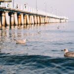 Mewy pływające przy molo w Gdyni